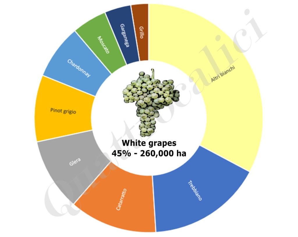 principali vitigni bacca bianca italia grafico