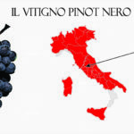 Pinot nero vitigno