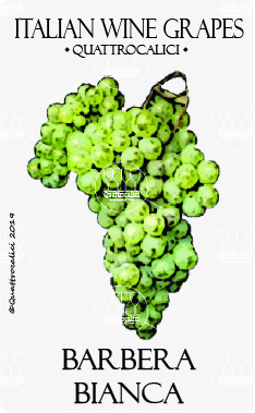 barbera bianca vitigno