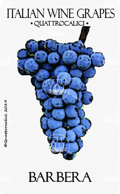 barbera vitigno