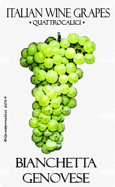 bianchetta genovese vitigno