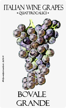 bovale grande vitigno