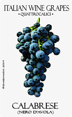 calabrese-nero d'avola vitigno