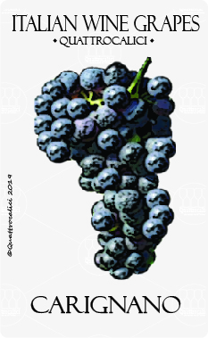 carignano vitigno