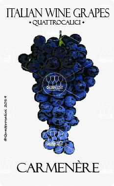 carmenere vitigno