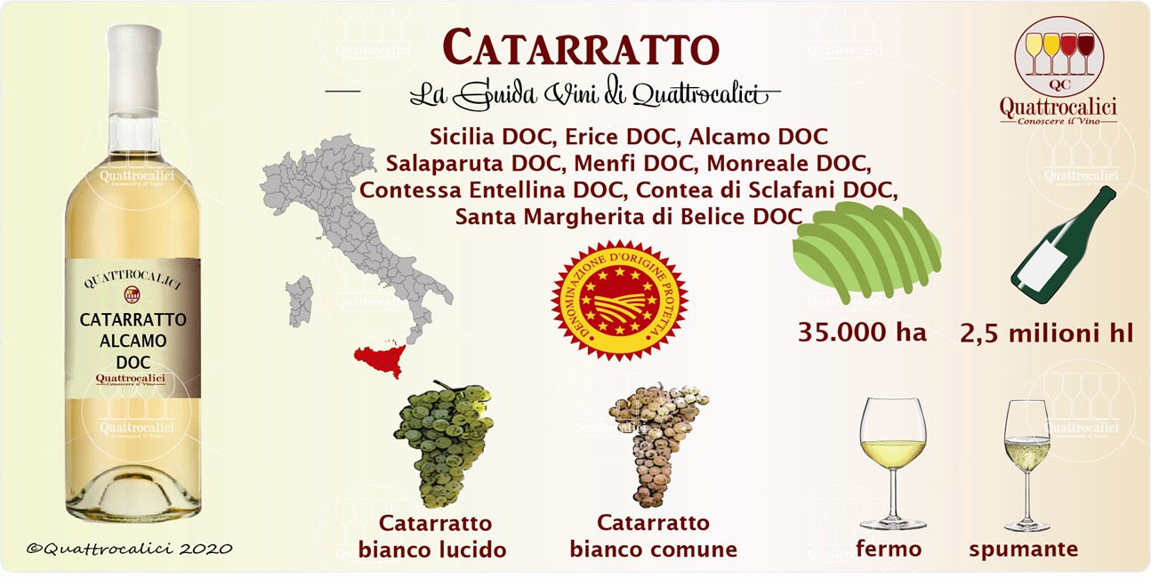 catarratto guida vini