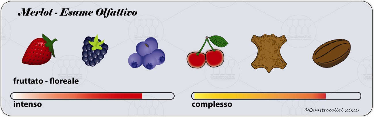 degustazione merlot olfattivo