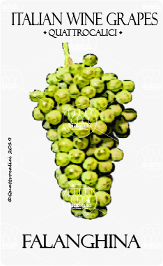 falanghina vitigno