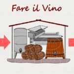 Fare il vino: dalla vendemmia alla bottiglia