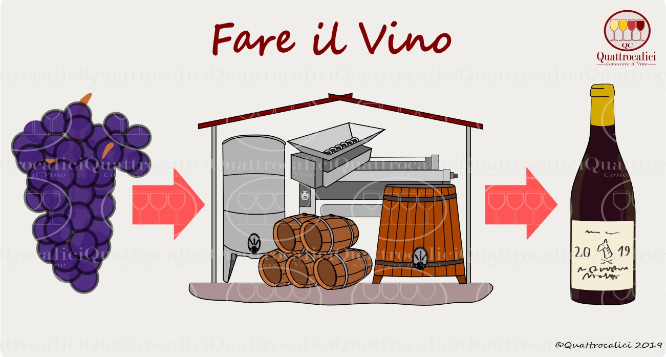 Fare il vino: dalla vendemmia alla bottiglia