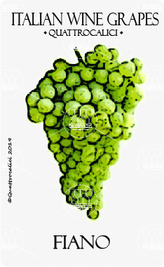 fiano vitigno