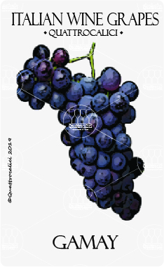 gamay vitigno