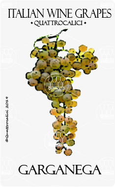 garganega vitigno