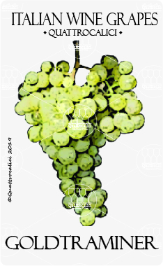 goldtraminer vitigno