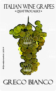 greco bianco vitigno