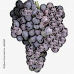 grenache vitigno