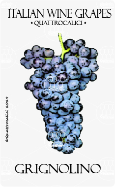 grignolino vitigno