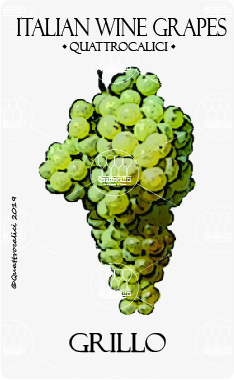 grillo vitigno