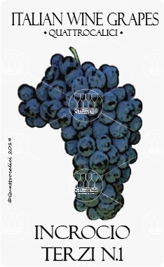 incrocio terzi n.1 vitigno