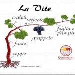 la vite da vino