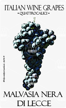 malvasia nera di lecce vitigno