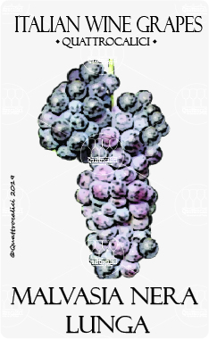 malvasia nera lunga vitigno