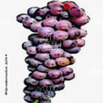malvasia rosa vitigno