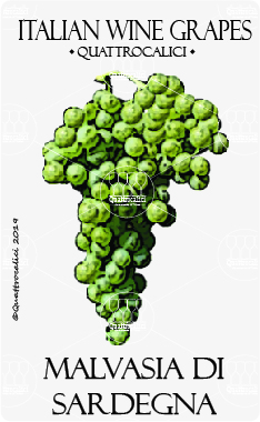 malvasia di sardegna vitigno