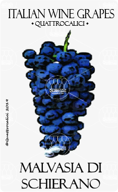 malvasia di schierano vitigno