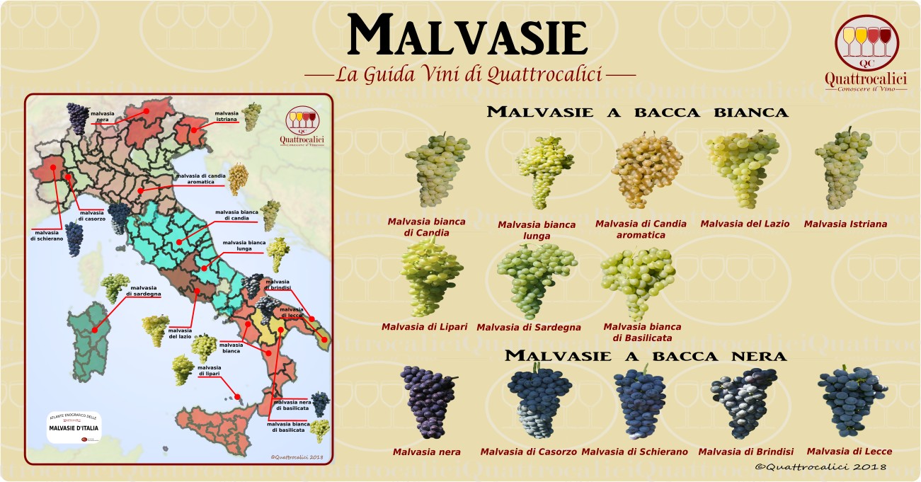 malvasie-vini