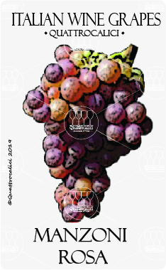 manzoni rosa vitigno