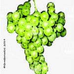marsanne vitigno