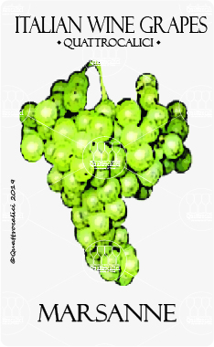 marsanne vitigno