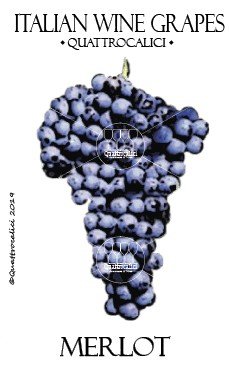 merlot vitigno