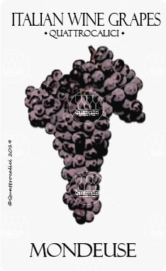 mondeuse vitigno