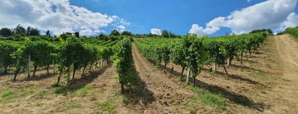 montecappone-1