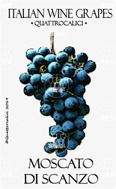 moscato di scanzo vitigno