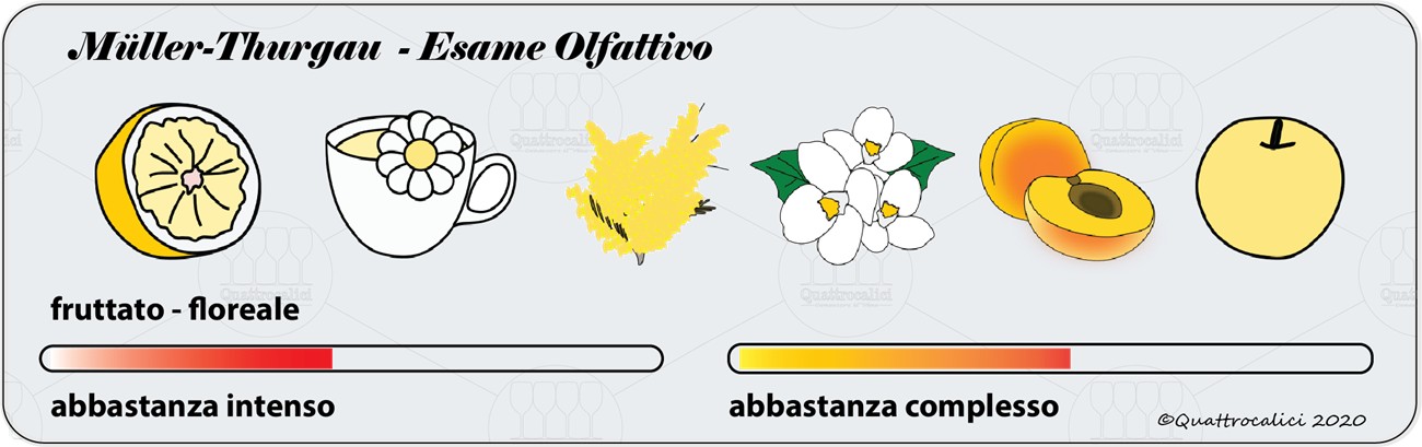degustazione müller-thurgau olfattivo