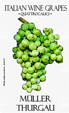 müller-thurgau vitigno