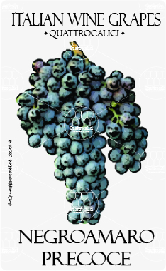 negroamaro precoce vitigno