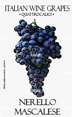 nerello mascalese vitigno