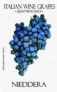 nieddera vitigno