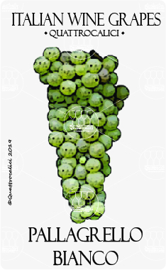 pallagrello bianco vitigno