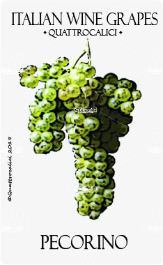 pecorino vitigno