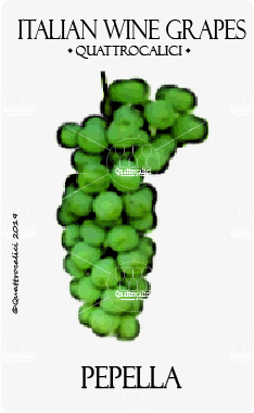 pepella vitigno