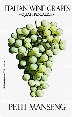 petit manseng vitigno