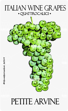 petite arvine vitigno
