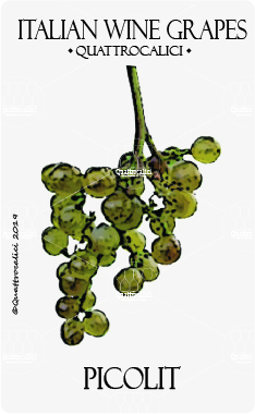 picolit vitigno