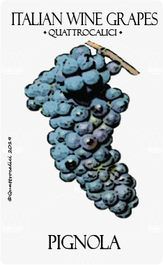 pignola vitigno