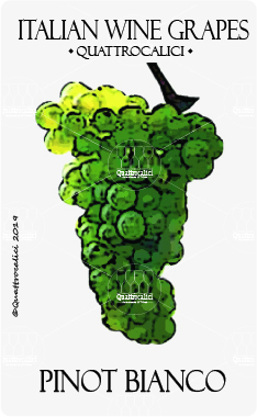 pinot bianco vitigno